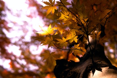 选择聚焦摄影褐色的枫叶树
